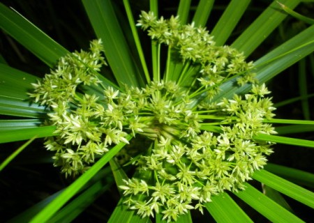 散尾葵会开花吗