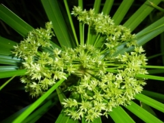 散尾葵会开花吗