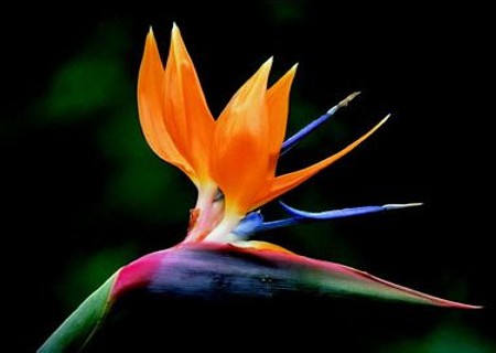怎样让鹤望兰开花