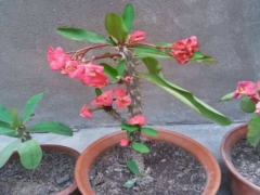 虎刺梅不长叶子光开花怎么回事