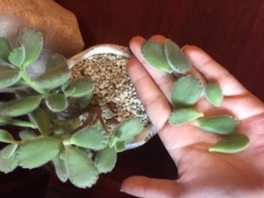 熊童子掉叶子怎么办