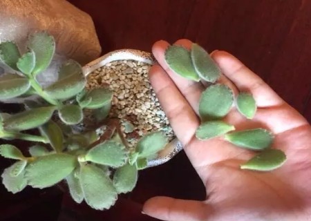熊童子掉叶子怎么办