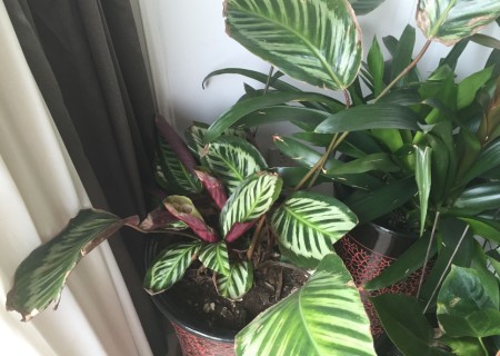 孔雀竹芋叶子卷起来了怎么办