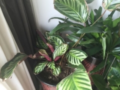 孔雀竹芋叶子卷起来了怎么办