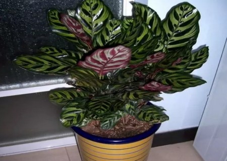 孔雀竹芋好养活吗