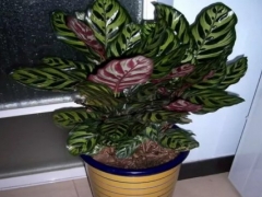 孔雀竹芋好养活吗