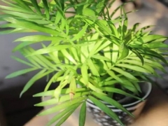 袖珍椰子的养殖方法和注意事项