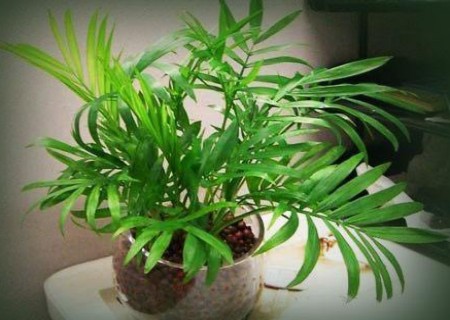 袖珍椰子怎样换盆