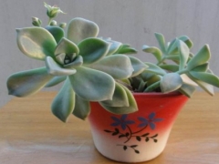 宝石花怎么养