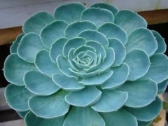 宝石花的养殖方法