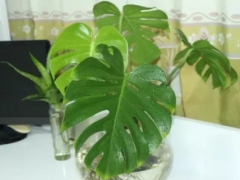 龟背竹的叶子越来越小怎么办
