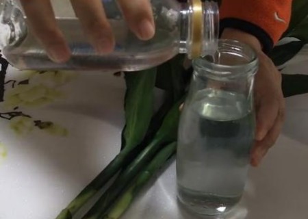 富贵竹怎么养容易长根且不黄叶5