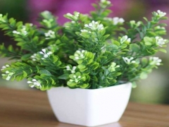 盆栽米兰花怎么养