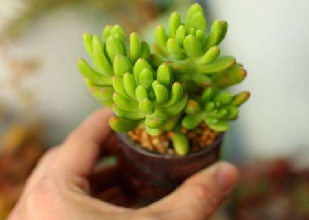 八千代的养殖方法