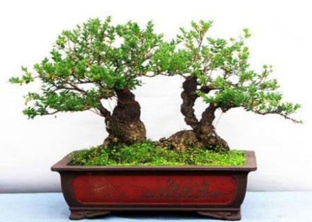 黄杨盆景促芽技术