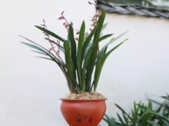 墨兰的家庭养殖方法