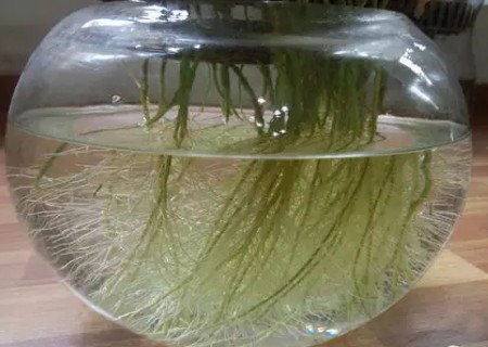 水培滴水观音营养液