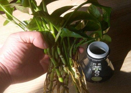 水培绿萝烂根怎么办2