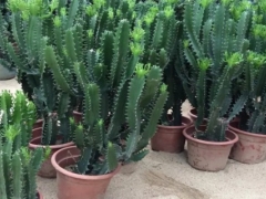 盆栽龙骨花的养殖方法