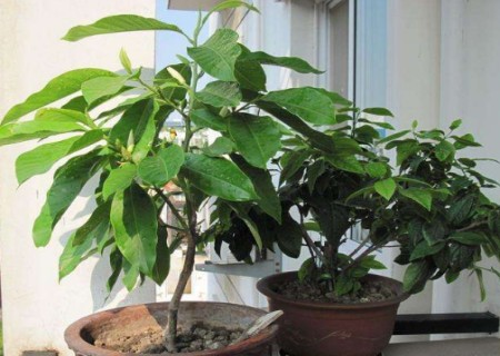 家庭盆栽白兰花