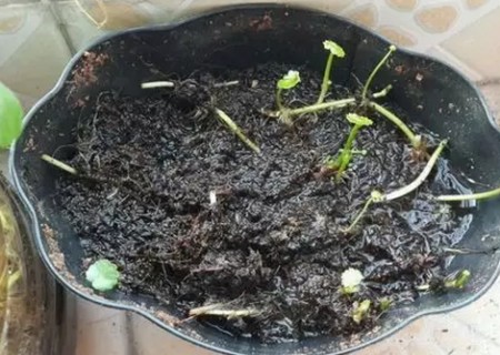 铜钱草叶子枯萎、焉了怎么办4