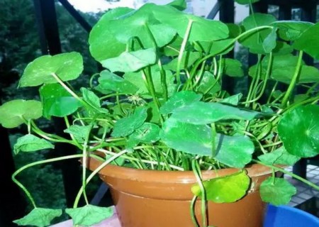 铜钱草叶子枯萎、焉了怎么办1