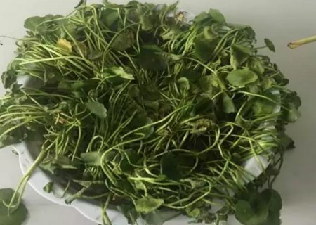 铜钱草叶子枯萎、焉了怎么办2