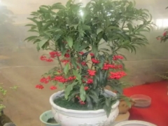 盆栽富贵籽怎么养