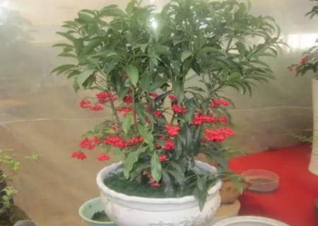 盆栽富贵籽怎么养