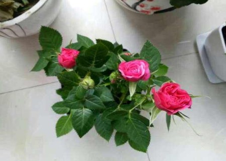盆栽玫瑰花好养吗