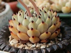 盆栽多肉植物黑爪怎么养