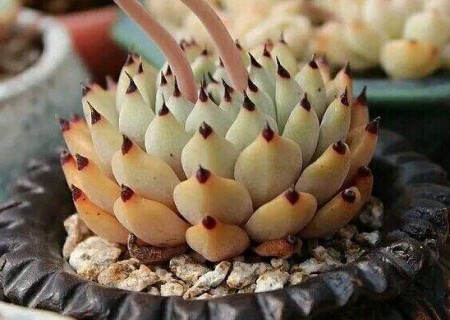盆栽多肉植物黑爪怎么养