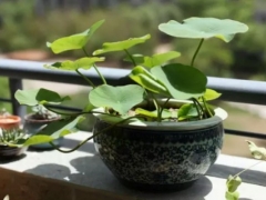 水培碗莲怎么养