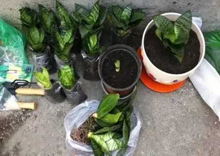 虎皮兰换盆