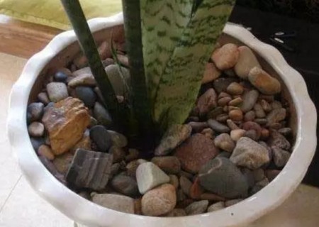 虎皮兰移栽方法及移植注意事项6