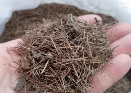虎皮兰移栽方法及移植注意事项5