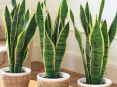 虎皮兰移栽方法及移植注意事项