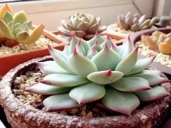 多肉植物移栽如何护理