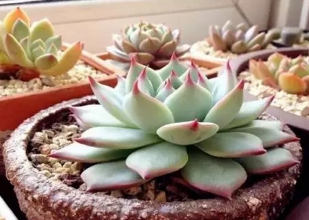 多肉植物移栽如何护理