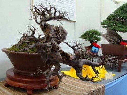 下山桩养桩注意事项