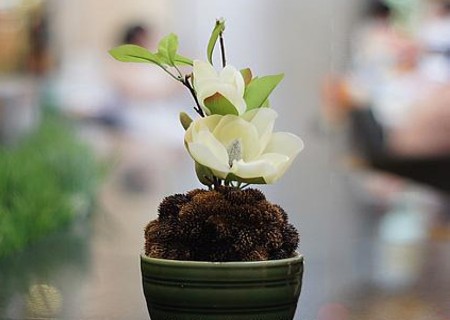 盆栽白兰花怎么养