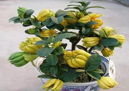 盆栽佛手的养护诀窍2