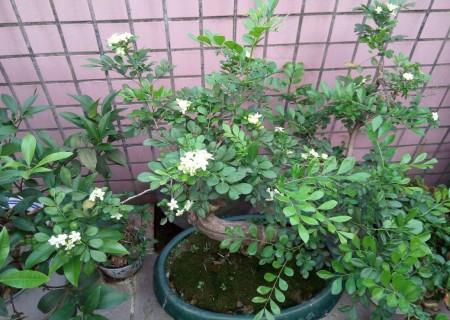 九里香盆栽会开花吗