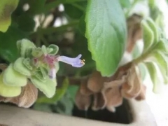 碰碰香会开花吗？如何让碰碰香开花？