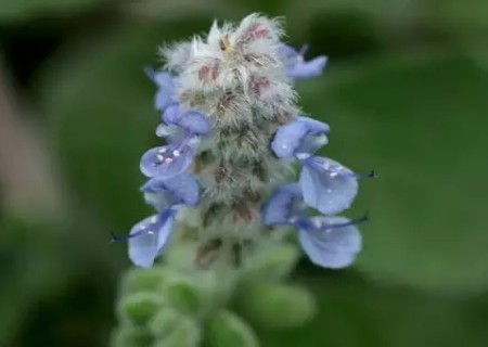 碰碰香开花图片2