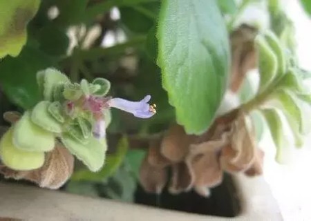 碰碰香开花图片1