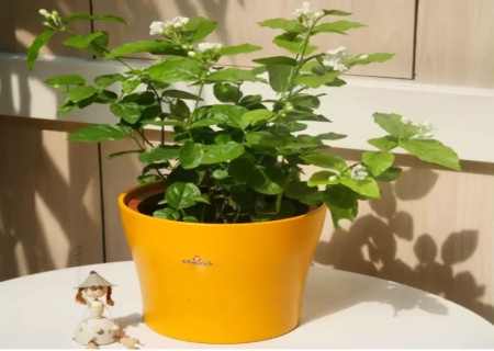 盆栽茉莉花养殖方法