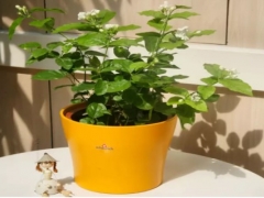 盆栽茉莉花养殖方法和注意事项