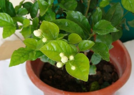 盆栽茉莉