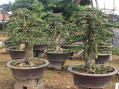 小叶赤楠盆景养护方法